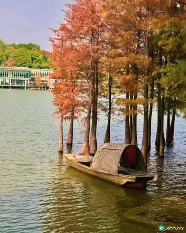 可以去內地睇紅葉