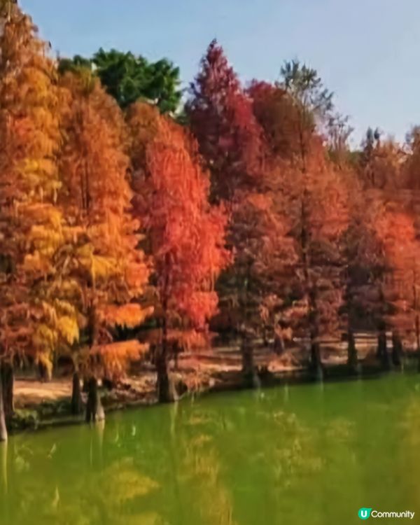 可以去內地睇紅葉