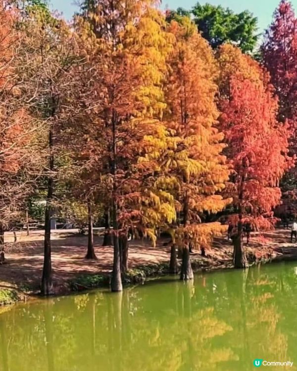 可以去內地睇紅葉