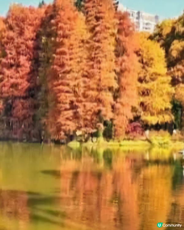 可以去內地睇紅葉