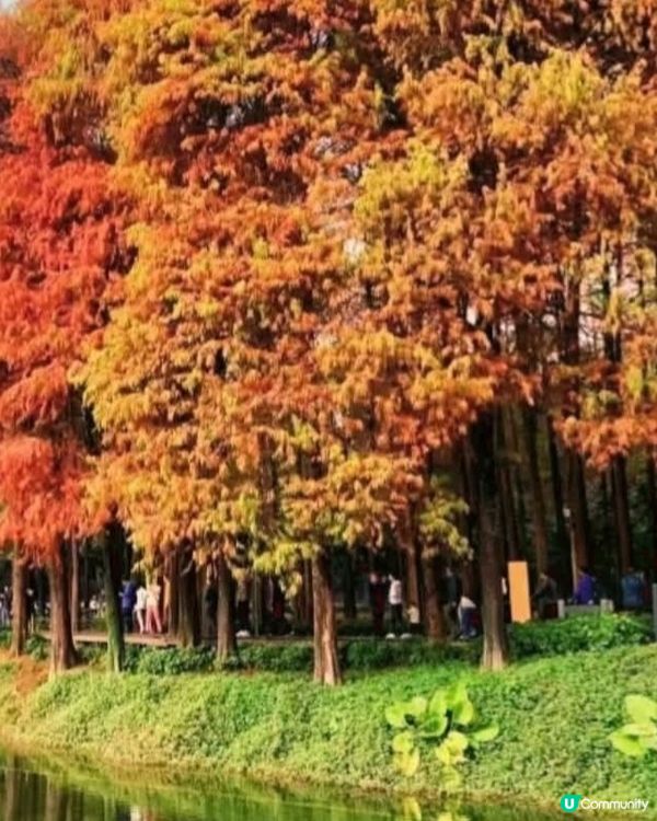 可以去內地睇紅葉