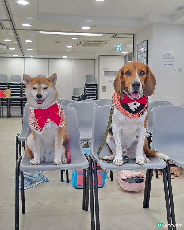 好開心可以同 Tobey Coco 🐶 去到教聯會教師生活館...