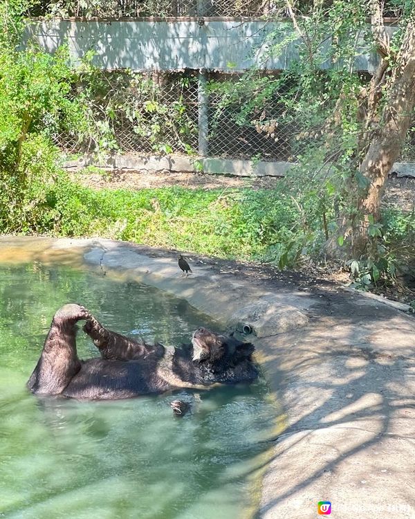 52度高溫點樣安排動物園行程？