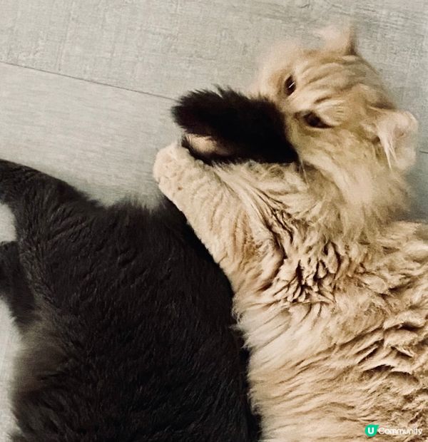 借黎玩下啦🤣🤣