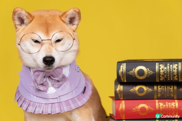 最喜歡笑笑的柴犬