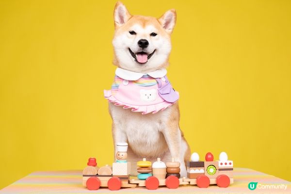 最喜歡笑笑的柴犬