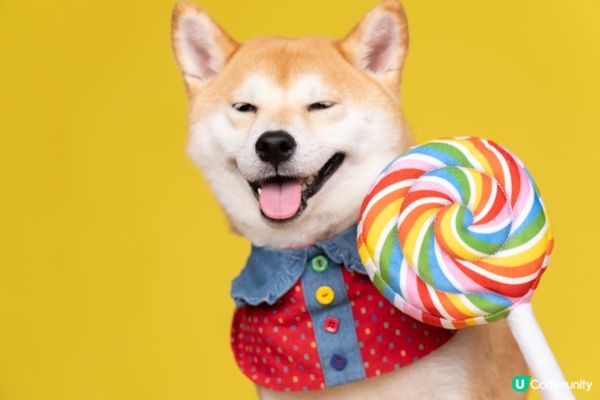 最喜歡笑笑的柴犬