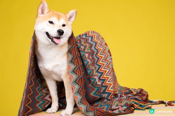 最喜歡笑笑的柴犬