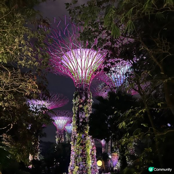 🌳夜晚超靚天空樹✨💫