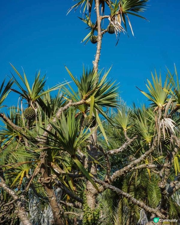 沖繩陽光海灘以外嘅好去處-東南植物樂園