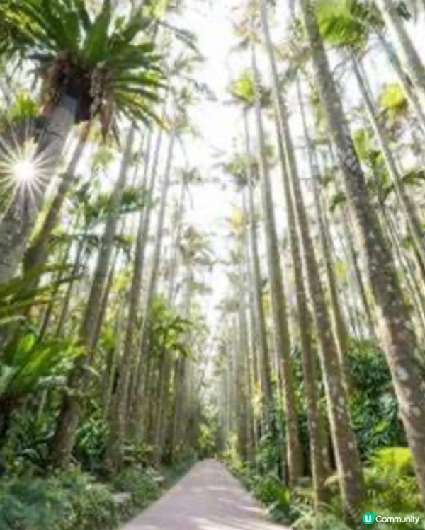 沖繩陽光海灘以外嘅好去處-東南植物樂園
