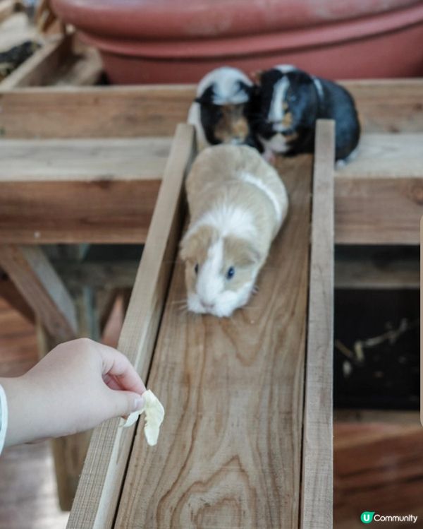 沖繩陽光海灘以外嘅好去處-東南植物樂園