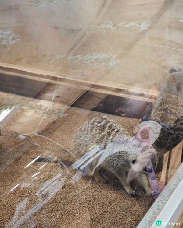 沖繩陽光海灘以外嘅好去處-東南植物樂園