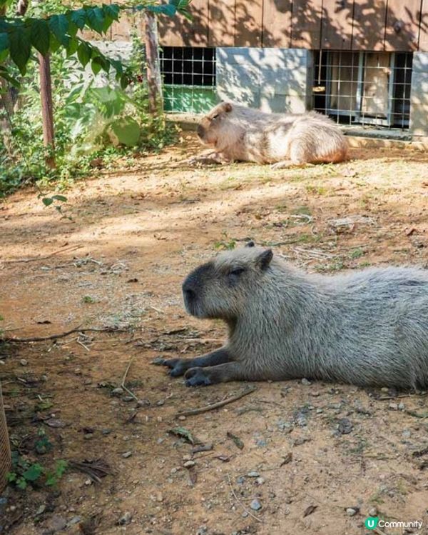 沖繩陽光海灘以外嘅好去處-東南植物樂園