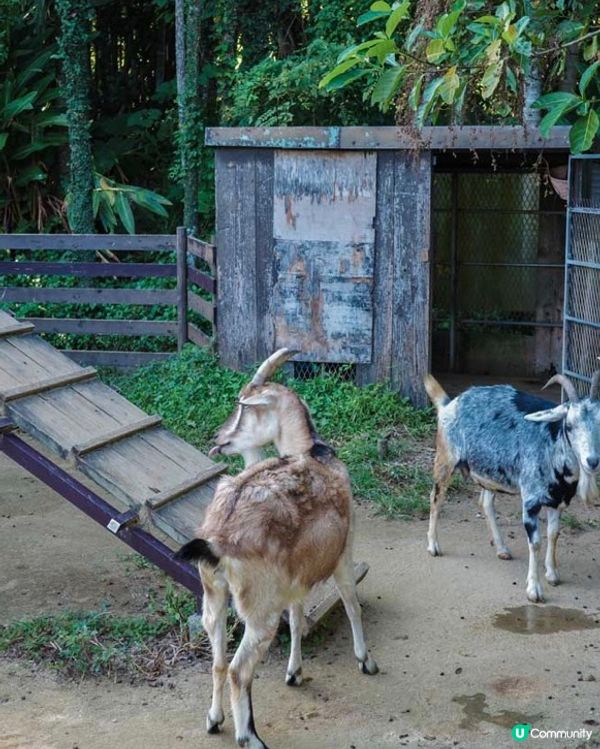 沖繩陽光海灘以外嘅好去處-東南植物樂園