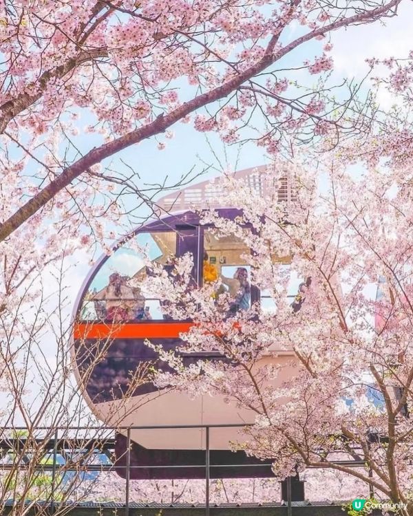 🌸🌸🌸 韓國櫻花季開鑼啦！快啲去打卡啦！
