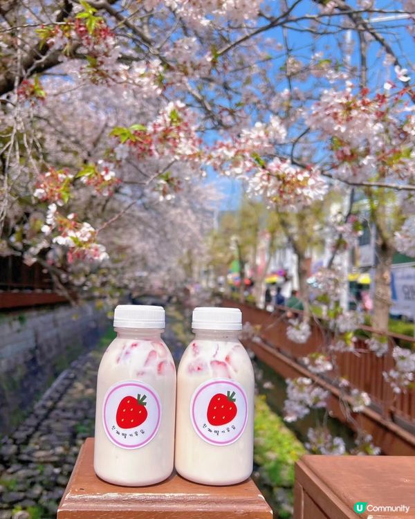 🌸🌸🌸 韓國櫻花季開鑼啦！快啲去打卡啦！