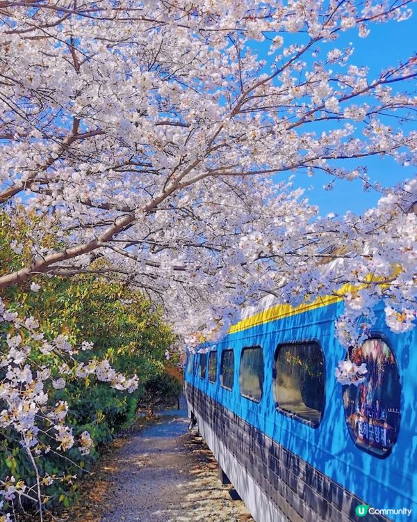 🌸🌸🌸 韓國櫻花季開鑼啦！快啲去打卡啦！