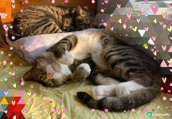 小咪及大咪好鍾意瞓覺，攪到我都好想瞓埋一齊。