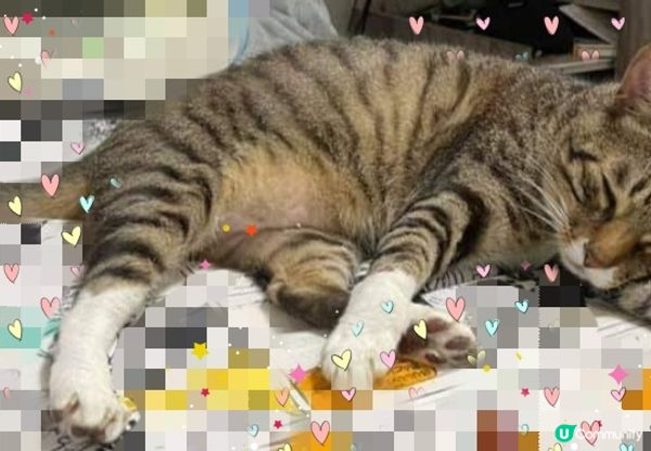 小咪及大咪好鍾意瞓覺，攪到我都好想瞓埋一齊。