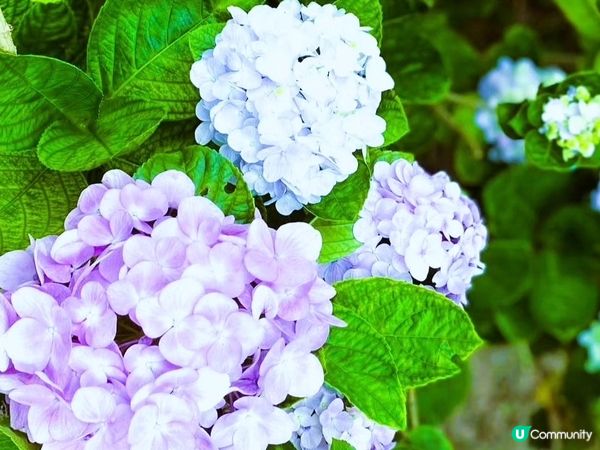 沖繩繡球花祭～饒平名繡球花園🌺🌺