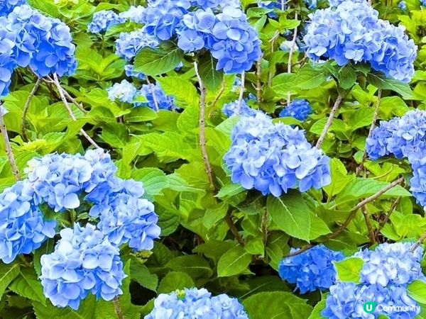 沖繩繡球花祭～饒平名繡球花園🌺🌺