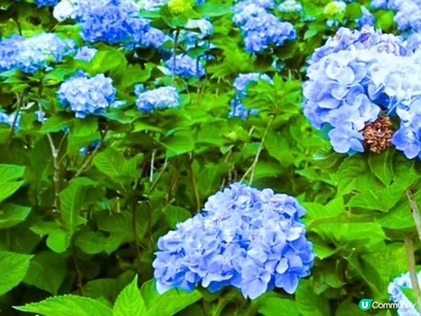 沖繩繡球花祭～饒平名繡球花園🌺🌺