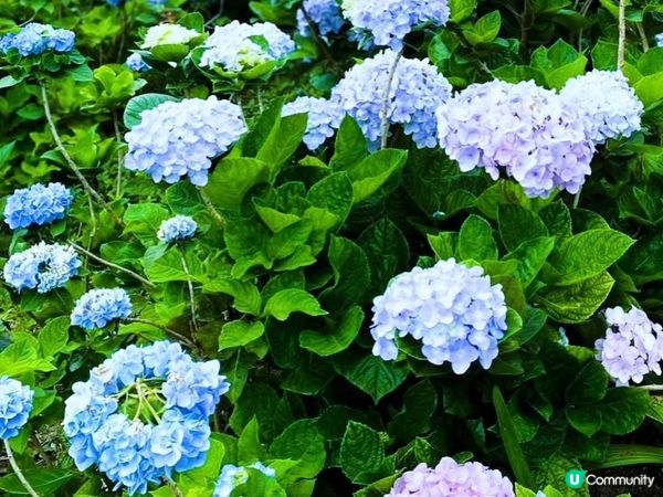 沖繩繡球花祭～饒平名繡球花園🌺🌺