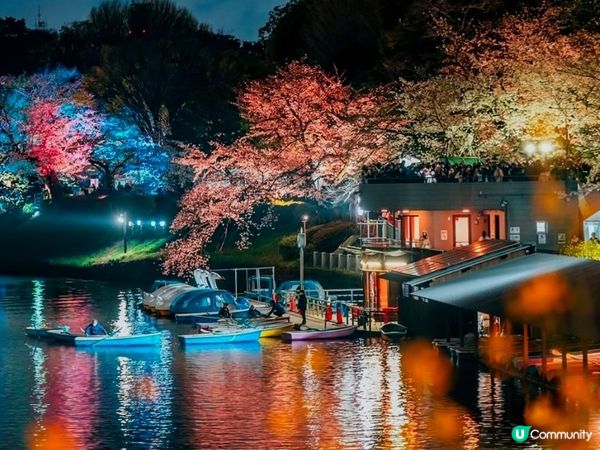 千鳥之淵之夜櫻