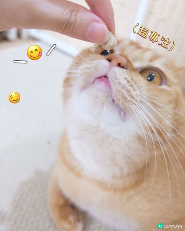 試食貓主食糧