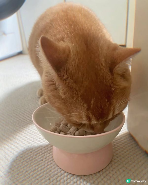 試食貓主食糧