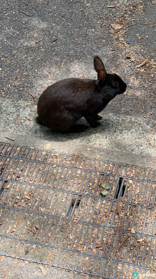 🐰如果唔想坐船去兔仔島