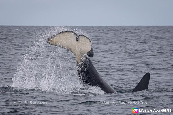 我去美國.Big Sur旅跑 - 4小時觀鯨團 @ Monterey