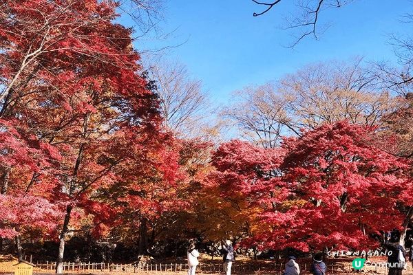 東京近郊小旅行 長野小諸城址懷古園賞楓攻略
