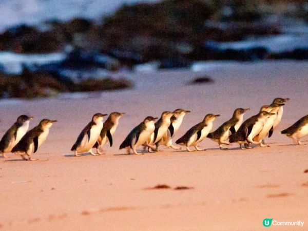 【墨爾本自駕】菲利普島看企鵝