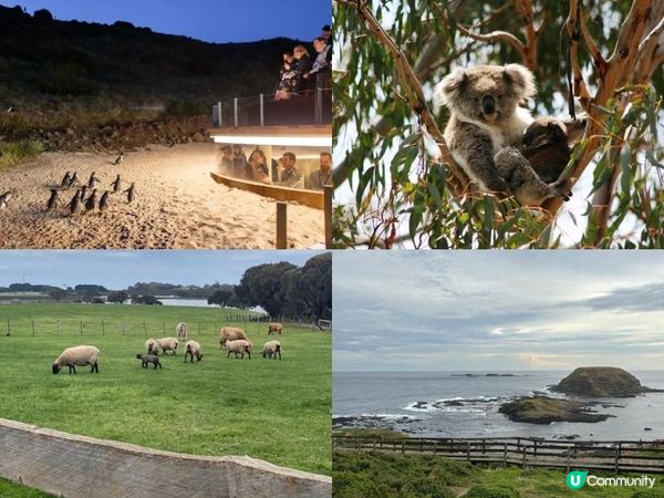 【墨爾本自駕】菲利普島看企鵝