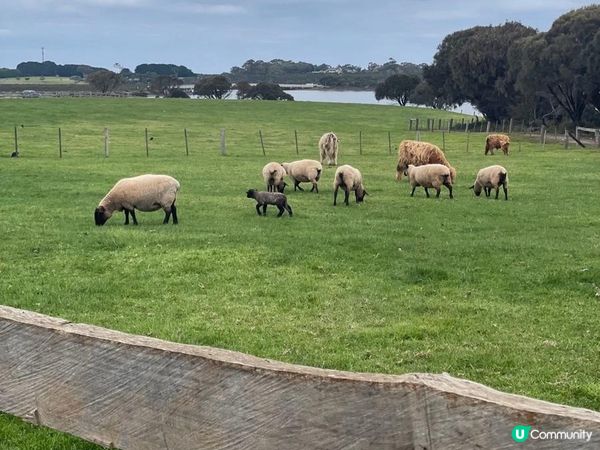 【墨爾本自駕】菲利普島看企鵝