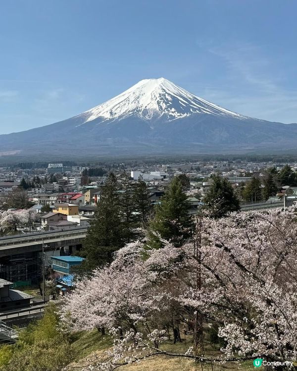 櫻花下的富士山