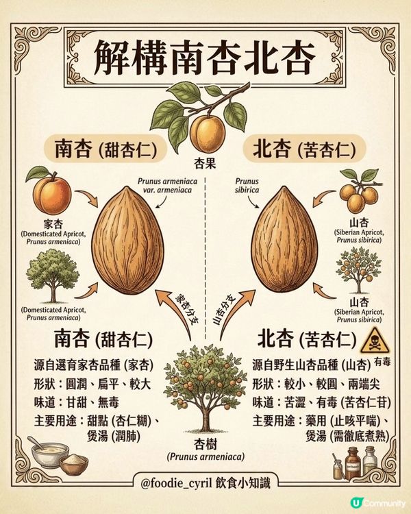解構🔍南杏🧐北杏