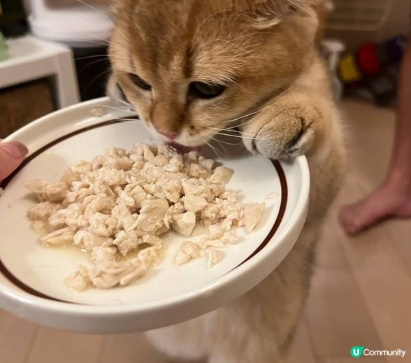 我叫DayDay最鐘意食野！所要比人叫肥Day! 我要食嘢啊...