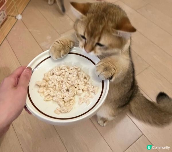 我叫DayDay最鐘意食野！所要比人叫肥Day! 我要食嘢啊...