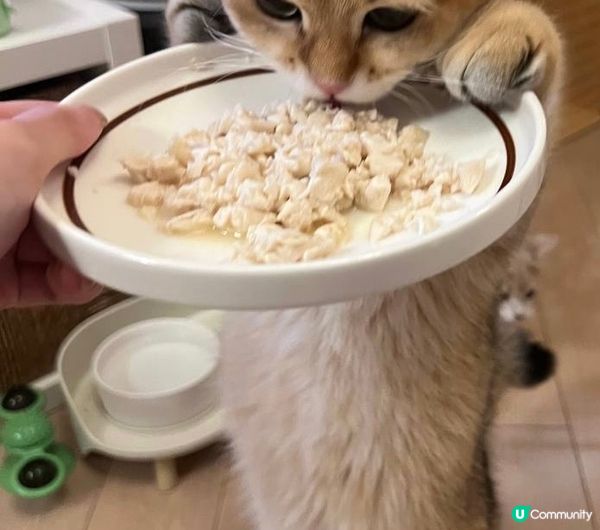 我叫DayDay最鐘意食野！所要比人叫肥Day! 我要食嘢啊...