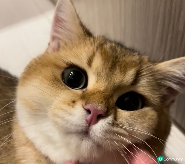 我叫DayDay最鐘意食野！所要比人叫肥Day! 我要食嘢啊...