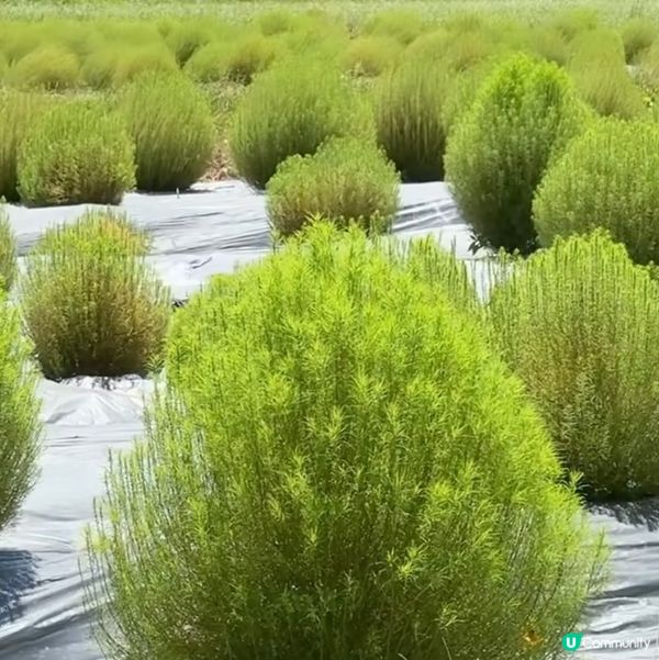 😱台灣都可以睇到波波草（掃帚草），遲啲變色仲靚