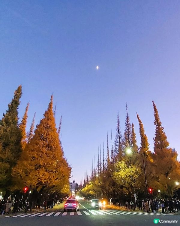 明治神宮外苑銀杏🍁！金黃隧道打卡📸！