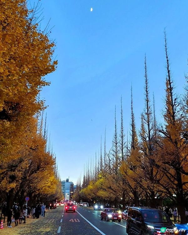 明治神宮外苑銀杏🍁！金黃隧道打卡📸！