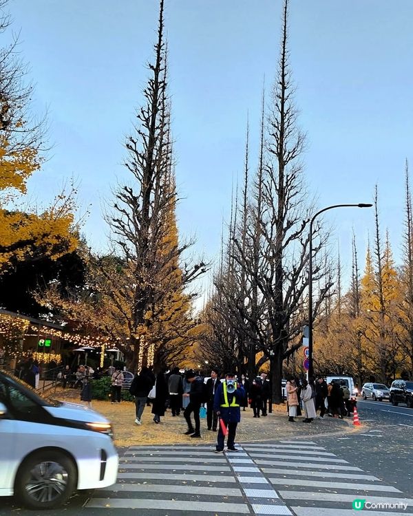 明治神宮外苑銀杏🍁！金黃隧道打卡📸！