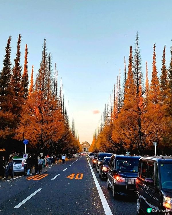 明治神宮外苑銀杏🍁！金黃隧道打卡📸！