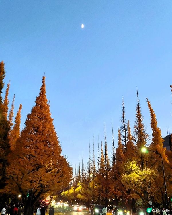 明治神宮外苑銀杏🍁！金黃隧道打卡📸！