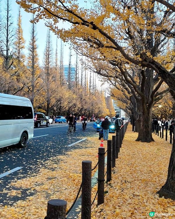 明治神宮外苑銀杏🍁！金黃隧道打卡📸！